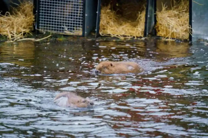 Beavers Return to the Scottish Highlands After 400 Years of Extinction